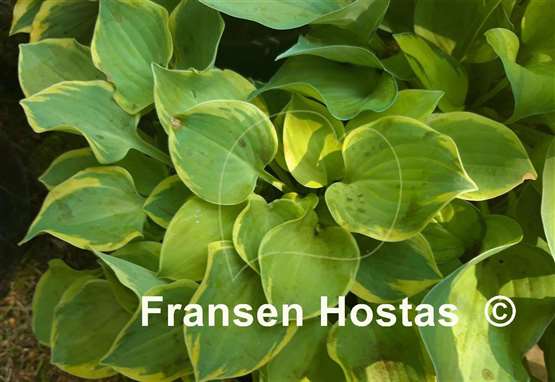 Hosta Lakeside Scamp